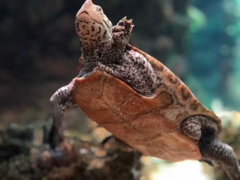 Small turtle at the National Aquarium in Baltimore, September 1, 2018. Photo by Shayna Blumenthal