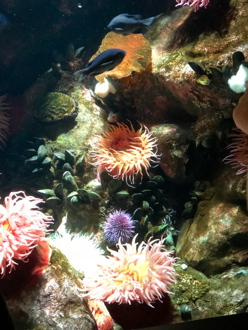 Sea anemones and fish at the National Aquarium in Baltimore, September 1, 2018. Photo by Shayna Blumenthal