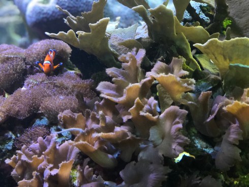 Clown fish at the National Aquarium in Baltimore, September 1, 2018. Photo by Shayna Blumenthal