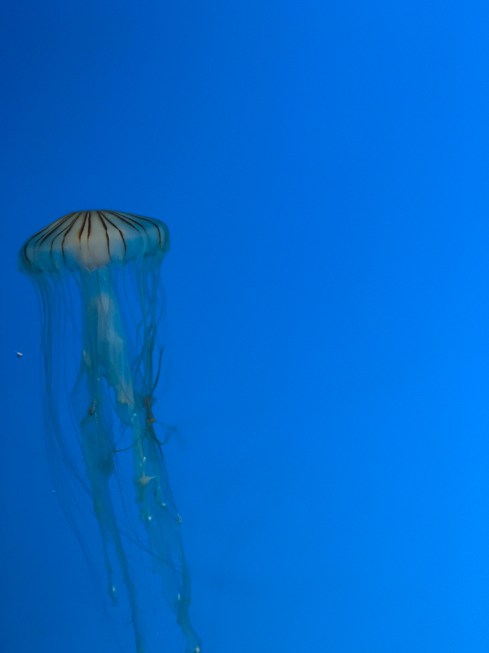 Single jellyfish at the National Aquarium in Baltimore, September 1, 2018. Photo by Shayna Blumenthal