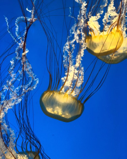 Jellyfish at the National Aquarium in Baltimore, September 1, 2018. Photo by Shayna Blumenthal