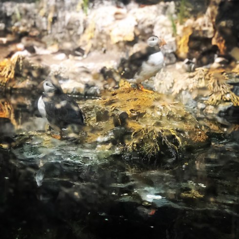 Two puffins on a rock at the National Aquarium in Baltimore, September 1, 2018. Photo by Shayna Blumenthal